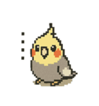 ドット絵オカメインコちゃん（個別スタンプ：10）