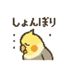 ドット絵オカメインコちゃん（個別スタンプ：23）