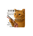 小花達の台湾猫ミームスタンプ（個別スタンプ：1）