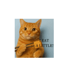 小花達の台湾猫ミームスタンプ（個別スタンプ：3）