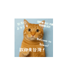 小花達の台湾猫ミームスタンプ（個別スタンプ：4）