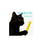 小花達の台湾猫ミームスタンプ（個別スタンプ：6）