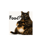 小花達の台湾猫ミームスタンプ（個別スタンプ：7）