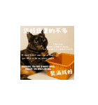 小花達の台湾猫ミームスタンプ（個別スタンプ：8）