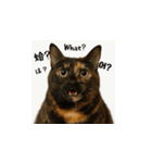 小花達の台湾猫ミームスタンプ（個別スタンプ：10）