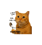 小花達の台湾猫ミームスタンプ（個別スタンプ：11）