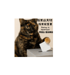 小花達の台湾猫ミームスタンプ（個別スタンプ：12）