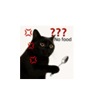 小花達の台湾猫ミームスタンプ（個別スタンプ：13）