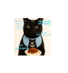 小花達の台湾猫ミームスタンプ（個別スタンプ：14）