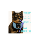 小花達の台湾猫ミームスタンプ（個別スタンプ：16）
