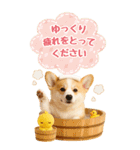 癒しコーギーの気軽な敬語スタンプ【BIG】（個別スタンプ：17）