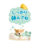 癒しコーギーの気軽な敬語スタンプ【BIG】（個別スタンプ：18）
