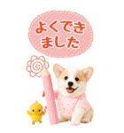 癒しコーギーの気軽な敬語スタンプ【BIG】（個別スタンプ：30）