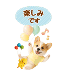 癒しコーギーの気軽な敬語スタンプ【BIG】（個別スタンプ：33）