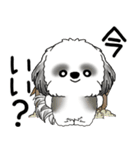 B＆W シーズー犬 「飛び出す」No.2（縦長）（個別スタンプ：6）