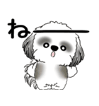 B＆W シーズー犬 「飛び出す」No.2（縦長）（個別スタンプ：17）