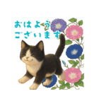 夏気分♪ハチワレ猫ぬいぐるみスタンプ（個別スタンプ：1）
