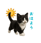 夏気分♪ハチワレ猫ぬいぐるみスタンプ（個別スタンプ：2）