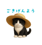 夏気分♪ハチワレ猫ぬいぐるみスタンプ（個別スタンプ：3）