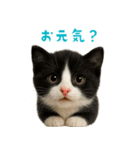夏気分♪ハチワレ猫ぬいぐるみスタンプ（個別スタンプ：4）