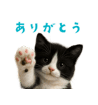 夏気分♪ハチワレ猫ぬいぐるみスタンプ（個別スタンプ：6）