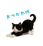 夏気分♪ハチワレ猫ぬいぐるみスタンプ（個別スタンプ：11）