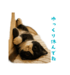 夏気分♪ハチワレ猫ぬいぐるみスタンプ（個別スタンプ：13）