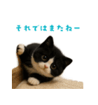 夏気分♪ハチワレ猫ぬいぐるみスタンプ（個別スタンプ：14）