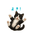 夏気分♪ハチワレ猫ぬいぐるみスタンプ（個別スタンプ：16）