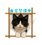 夏気分♪ハチワレ猫ぬいぐるみスタンプ（個別スタンプ：29）