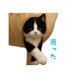 夏気分♪ハチワレ猫ぬいぐるみスタンプ（個別スタンプ：30）