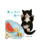 夏気分♪ハチワレ猫ぬいぐるみスタンプ（個別スタンプ：33）