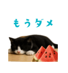 夏気分♪ハチワレ猫ぬいぐるみスタンプ（個別スタンプ：34）