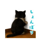夏気分♪ハチワレ猫ぬいぐるみスタンプ（個別スタンプ：36）