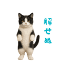 夏気分♪ハチワレ猫ぬいぐるみスタンプ（個別スタンプ：40）