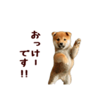 動く！優しい敬語のまめしば（個別スタンプ：1）