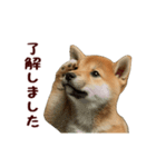 動く！優しい敬語のまめしば（個別スタンプ：3）