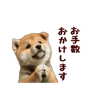 動く！優しい敬語のまめしば（個別スタンプ：4）