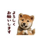 動く！優しい敬語のまめしば（個別スタンプ：5）