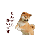 動く！優しい敬語のまめしば（個別スタンプ：6）