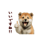 動く！優しい敬語のまめしば（個別スタンプ：7）