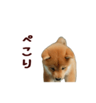 動く！優しい敬語のまめしば（個別スタンプ：8）