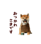 動く！優しい敬語のまめしば（個別スタンプ：9）