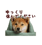 動く！優しい敬語のまめしば（個別スタンプ：10）