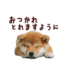 動く！優しい敬語のまめしば（個別スタンプ：11）