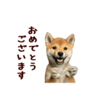 動く！優しい敬語のまめしば（個別スタンプ：12）
