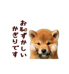 動く！優しい敬語のまめしば（個別スタンプ：13）