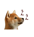 動く！優しい敬語のまめしば（個別スタンプ：15）