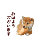 動く！優しい敬語のまめしば（個別スタンプ：17）