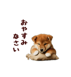 動く！優しい敬語のまめしば（個別スタンプ：18）